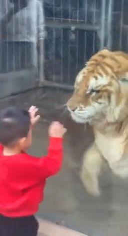 Ngộ nghĩnh khoảnh khắc bé trai đập tay với hổ khổng lồ qua tấm kính
